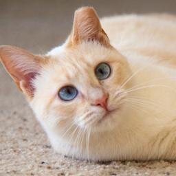 Happy Cats Haven rescues homeless Colorado cats and kittens and finds them new, forever homes, with a focus on the Pikes Peak Region of Colorado Springs.