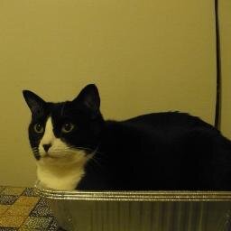 castor_de_luxe's profile picture. new book on lions! 19th c European art history, animal studies, intermediality, material culture, war imagery, weird things of the past.