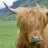 The Bitcoin Bull