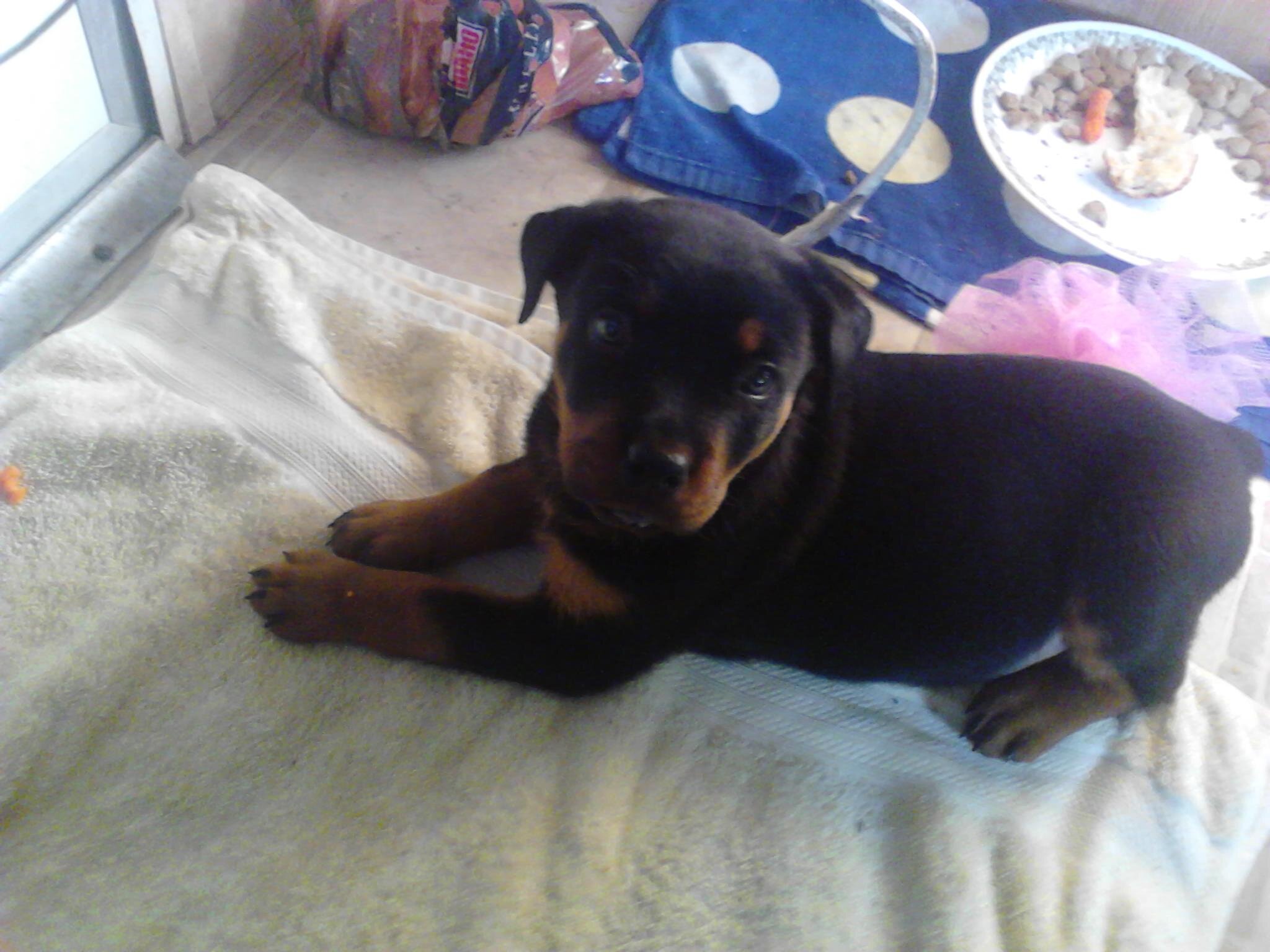 HomelessGang's profile picture. I'm like a rattle snake, know how to respect me or you'll wish you had! 2nd amendment, freedom of speech, southern values, don't start no sh*t won't be none