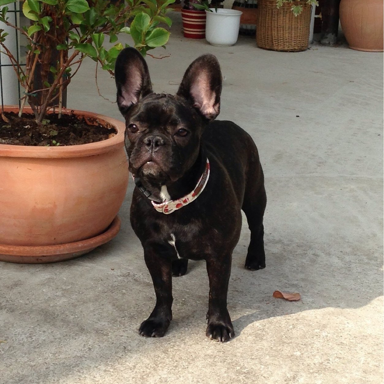 I'm a sweet female french bulldog who loves playing with my toys. I was born on 29/09/2012.