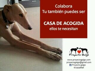 Recuperación y adopción de galgos abandonados y maltratados