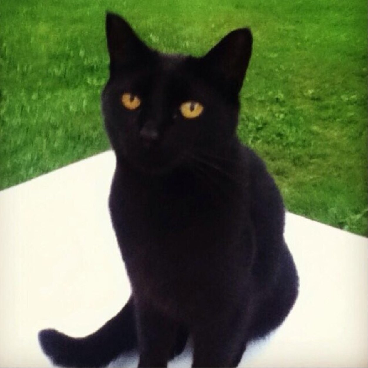 Furry_Worry's profile picture. I'm a spoiled kitty.