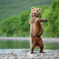 Bear49 Gaming (@585_b49) 's Twitter Profile