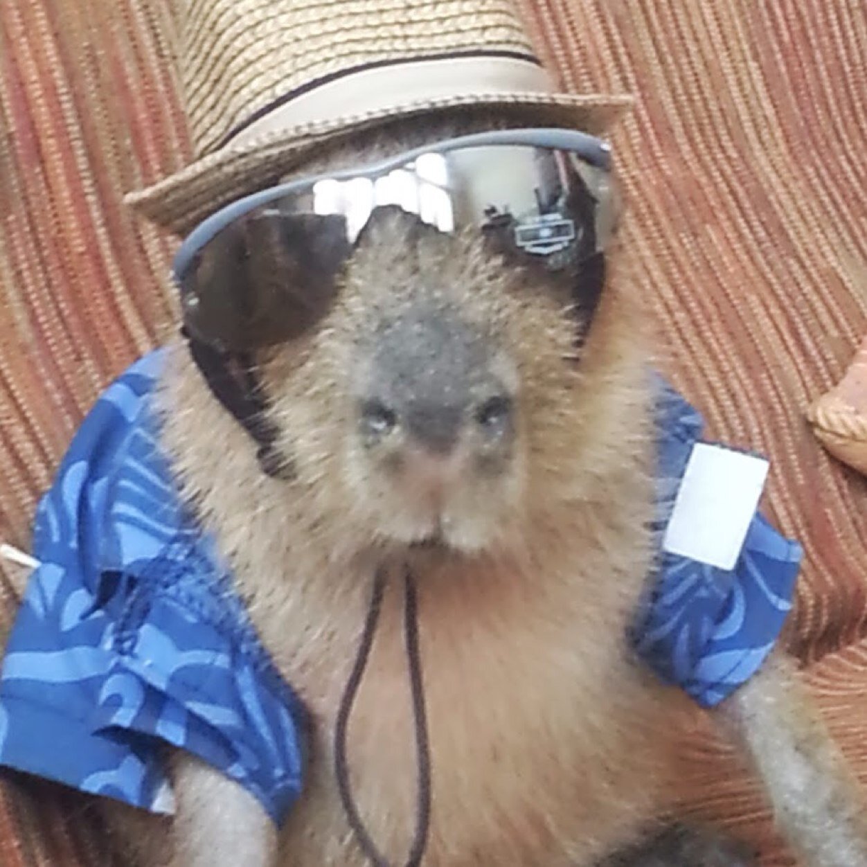Www Cara | r 225 dio livre capivara fm de cara com a capivara Www Cara | r 225 dio livre capivara fm de cara com a capivara