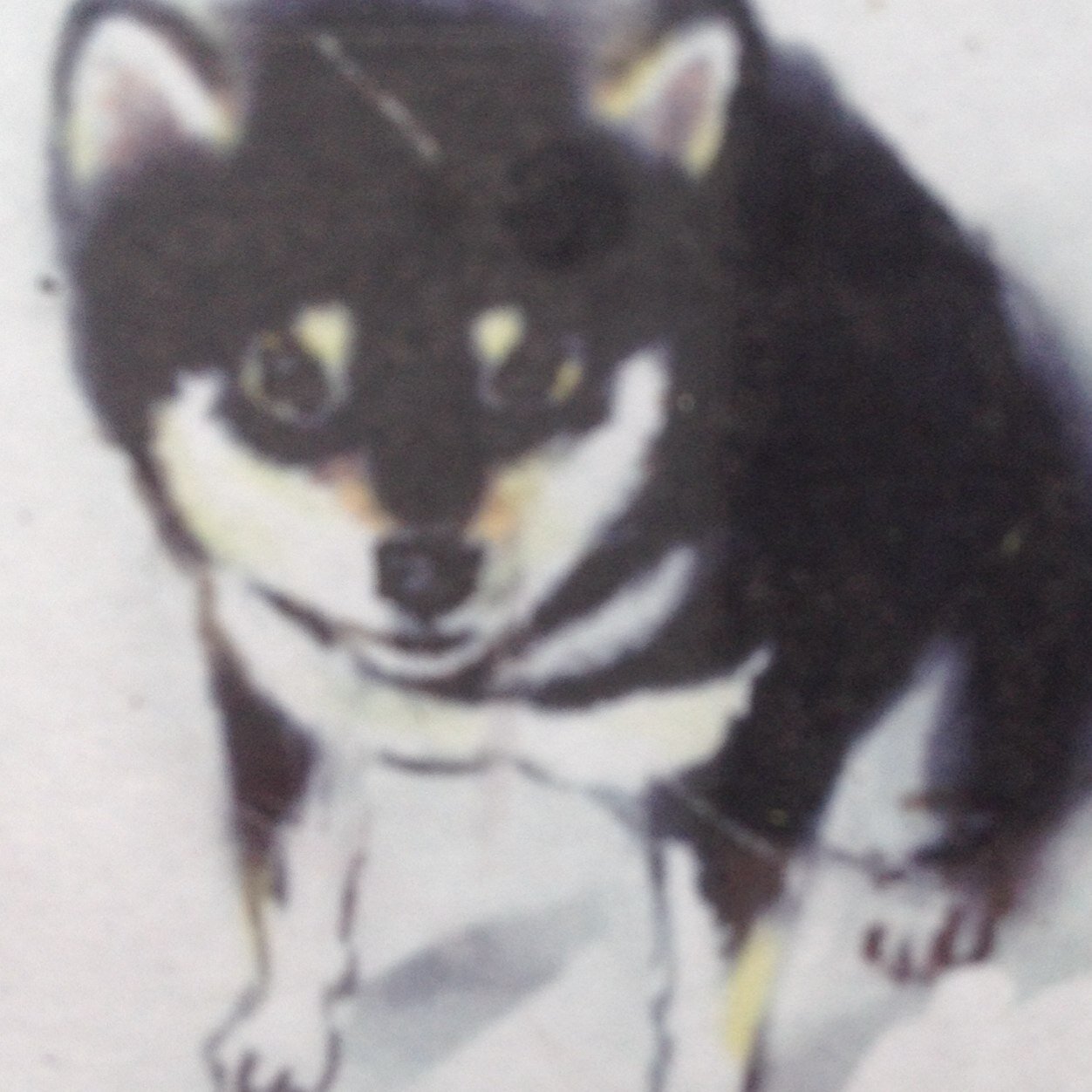 高松の呉服店「や和らぎ たかす」の看板娘、黒柴犬です。重役なのでお昼過ぎにたかすの東隣「杜のとなり」に出勤します。新着情報やスタッフの働きぶりなどを自慢のハナでキャッチしてお知らせします。https://t.co/5huks5d9AH
