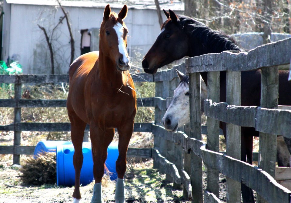 Thoroughbred Lovers, OTTB Adoption, Community Builders