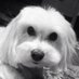 Leslee K (@svendyogi) Twitter profile photo