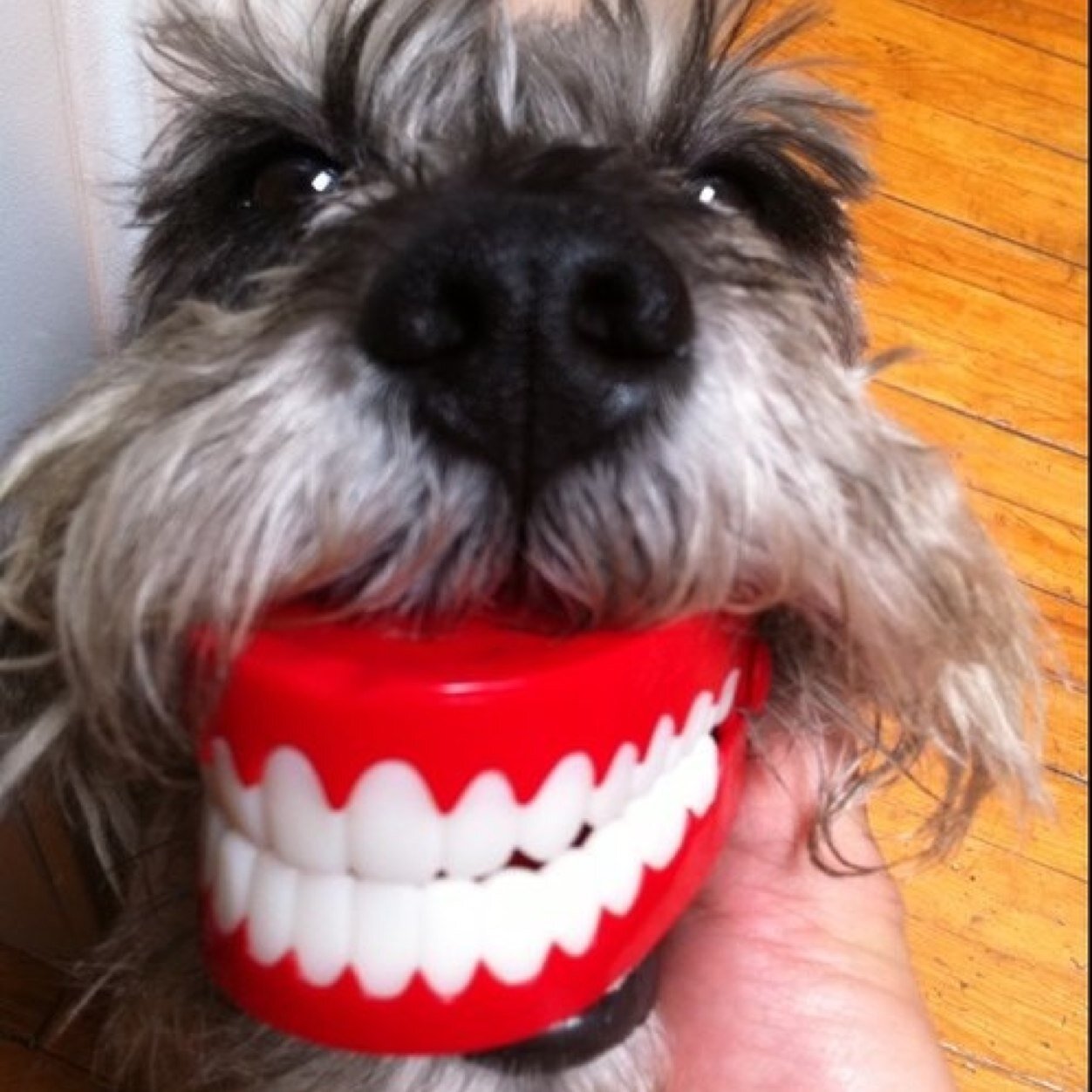 TedElPerro Profile Picture
