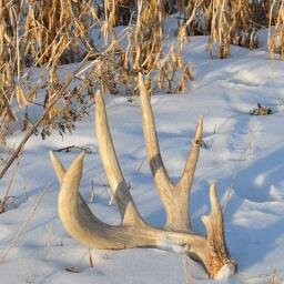 Use #ShedHunting and tweet us your finds! Dead heads, ATL, shed dogs, we want to see them all! All pics of original finds get RT!