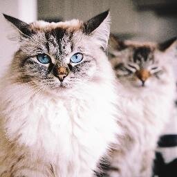All about the cuteness of kittycats Alice and Finnegan. Since they are not so good with tweeting, page is run by their humans @monicasisson and @hollysisson