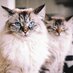 PitterPatterFurFeet (@pitpatfurfeet) Twitter profile photo PitterPatterFurFeet (@pitpatfurfeet) Twitter profile photo