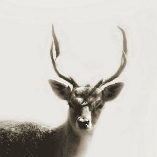 rasmushirv's profile picture. 