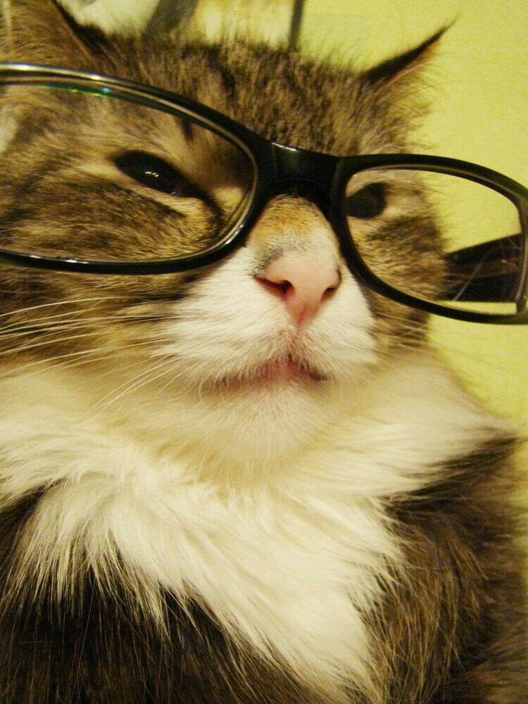 i work for catnip