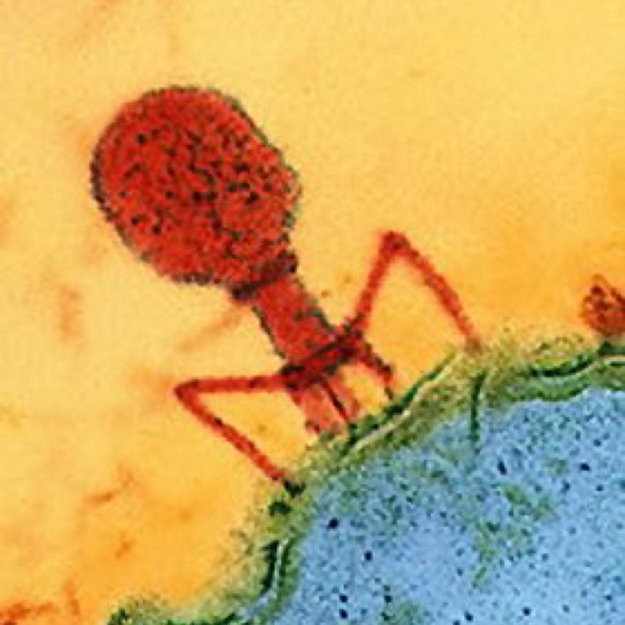 Have a deep interest in the microbial world and genetics. Dream to be a Virologist. A huge fan of #ResidentEvil game genre. Love #Science