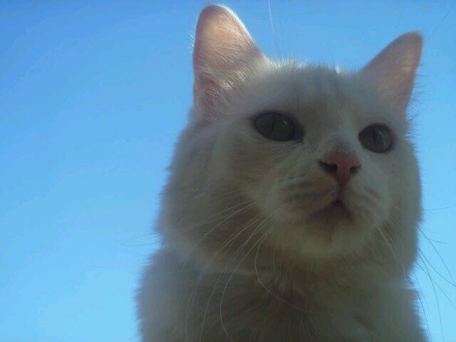 Owner Pet Sitting Business