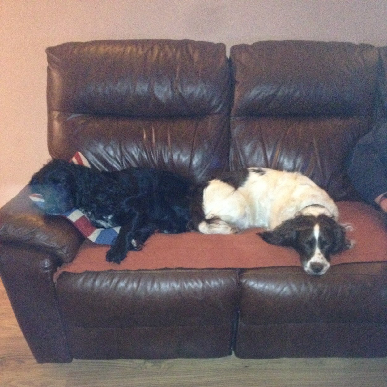 Alfie a 3 yr old ESS, ive inherited a a new brother Archie a 5 yr old WCS, we're both mental, im the naughty one but very loveable. Not much for my 2yr hoobruv