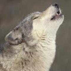 I Love Wolf s2
