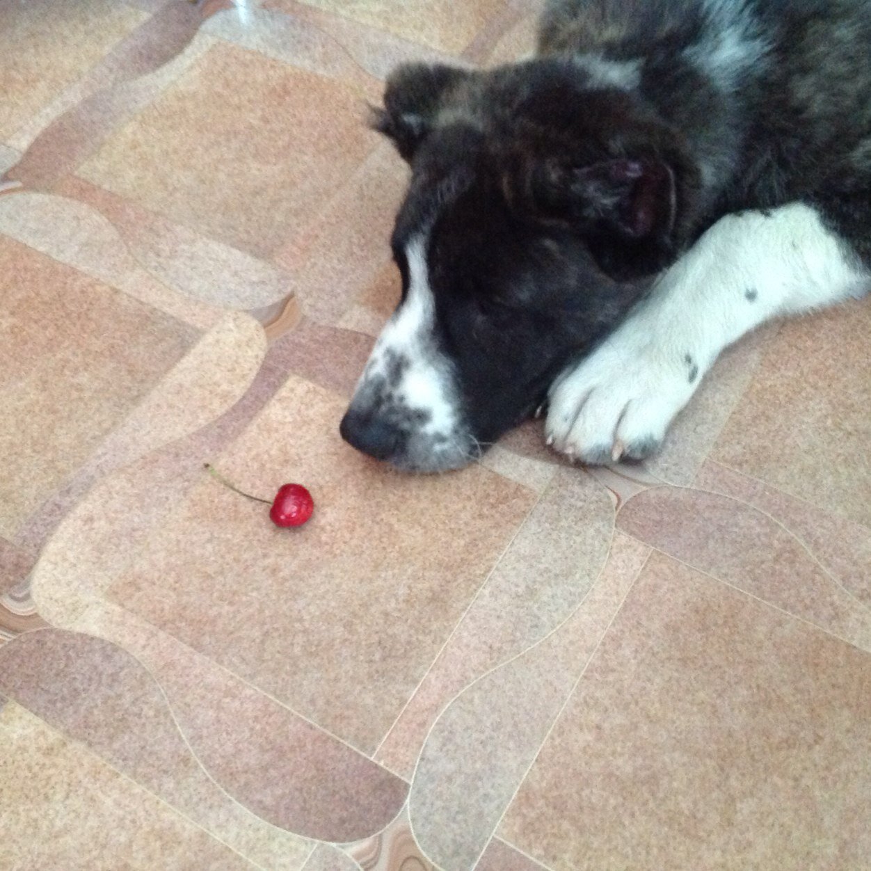 vallilier's profile picture. Меня зовут Азат мне 14 лет люблю играть игры