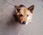 犬マニア