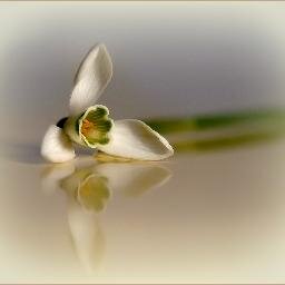 Elismakar's profile picture. Наша жизнь - росинка.
Пусть лишь капелька росы
Наша жизнь - и все же... 
    Кобаяси Исса