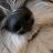 nellacampins's profile image