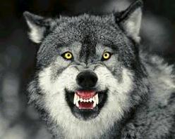 zizkiller's profile picture. spécialiste dans le rien a foutisme