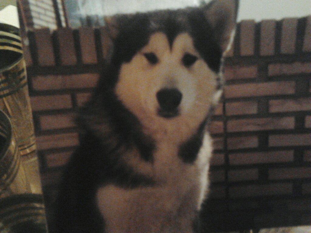 enamorada de mi tierra aragon y de los animales y muy leal a kien considero mis amigos y mi equipo el real zaragoza.