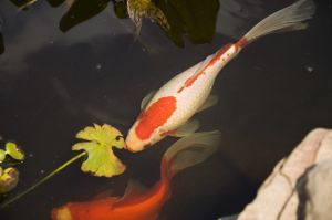 Koi Fish Pond enthusiastic, loves fishes and turtles. Always seeking for information hobby related.