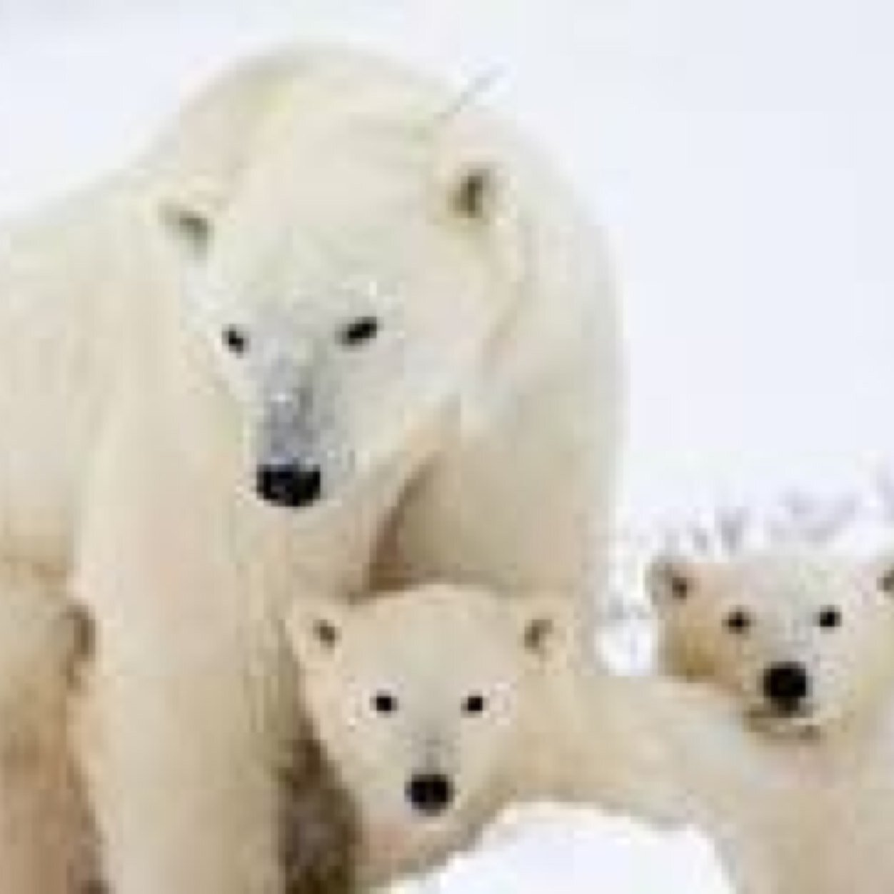 wbl_stuco1314's profile picture. 