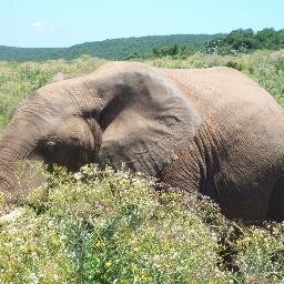 AfriAdvantage's profile picture. For exciting adventures and travel in the Eastern Cape and Garden Route