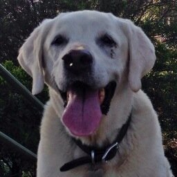 I'm a 13-year-old lab who loves naps, my food bowl and toys that squeak. My best friend is @WallytheDogger, and I love @psaxman36 and @DaleMaffs too.