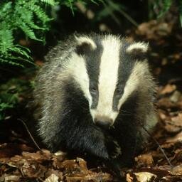 NarwhalJuice's profile picture. 