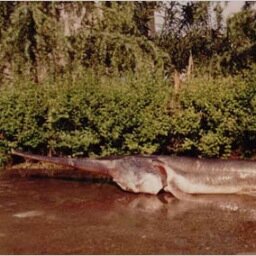 OfficialCPPA's profile picture. The Official Chinese Paddlefish Protection Agency Twitter / Psephurus glades / Though this is only a school project, the Chinese Paddlefish must be protected!