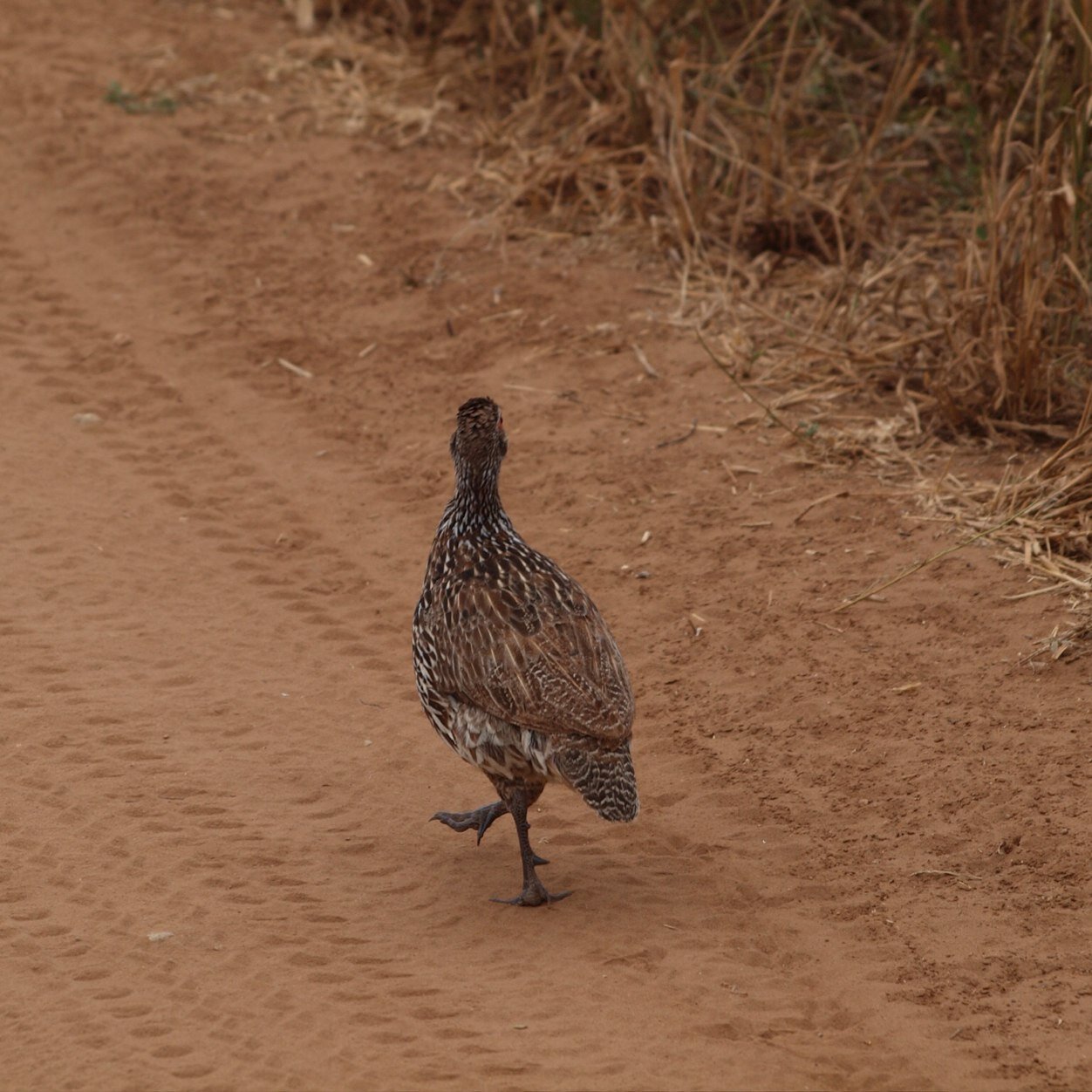 DonahuepDonahue's profile picture. English professor, writer, editor, dog friend