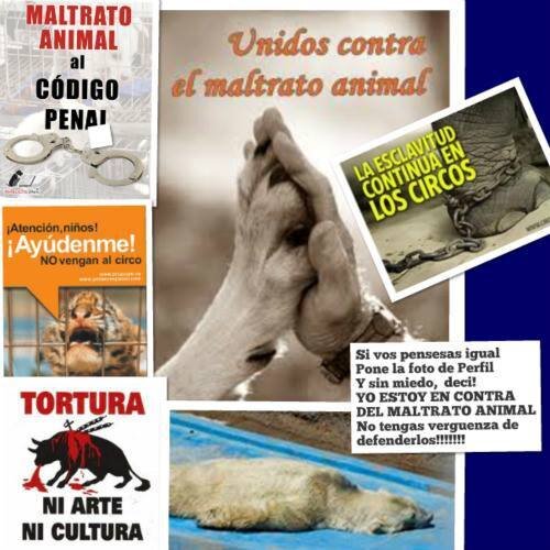 CuidarAlAnimal's profile picture. 