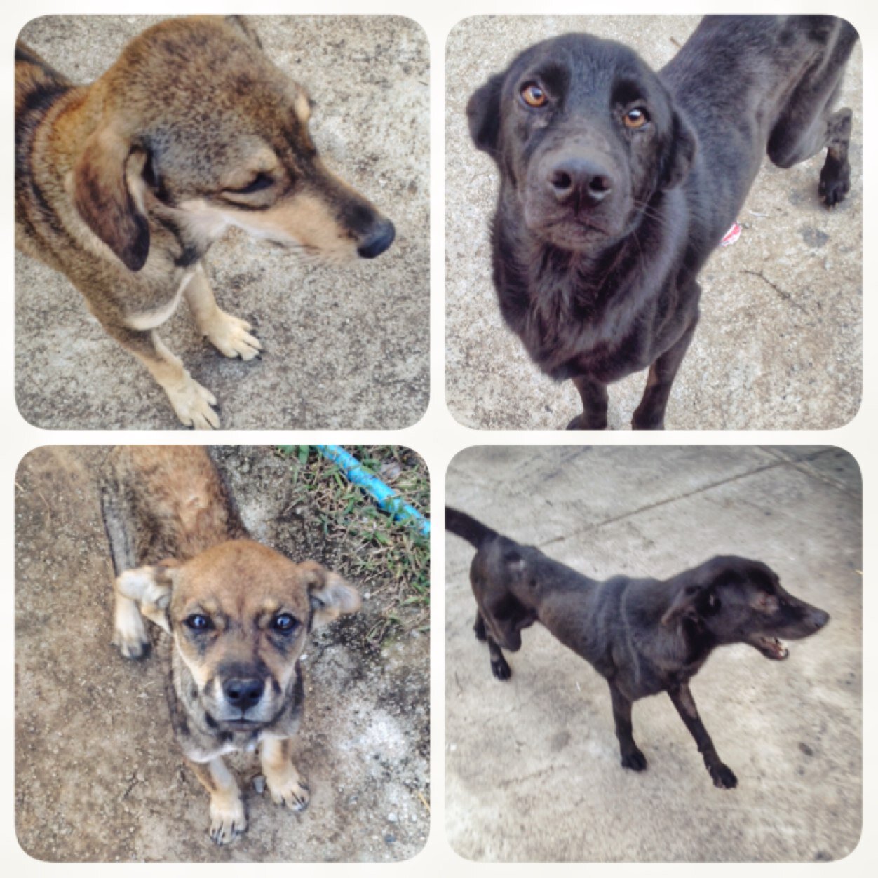 doghelpthailand's profile picture. มาร่วมกันช่วยเหลือสุนัขจรจัด ณ อ.ดอกคำใต้ จ.พะเยา