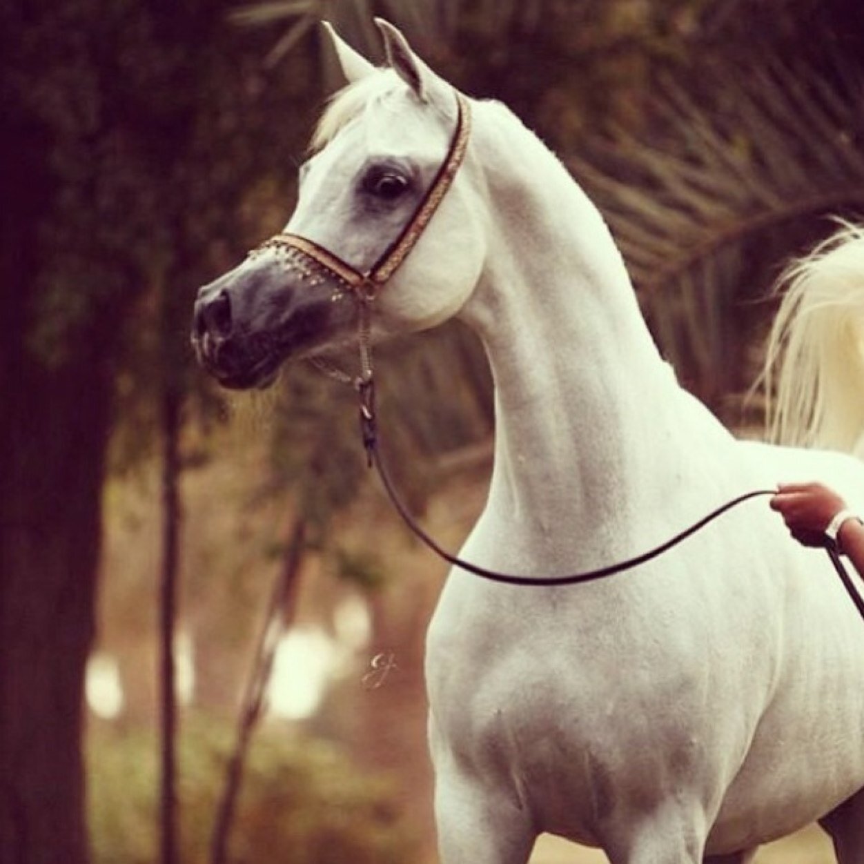 ahlamalmotairy's profile picture. اللهم اجعلني من السبعين الفا الذين يدخلون الجنه من غير حساب ولاسابق عذاب ..