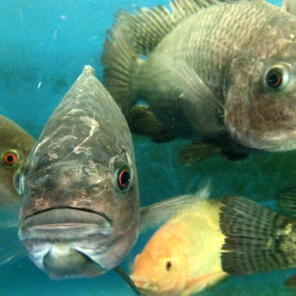 LTaquaponics's profile picture. CPS High School teaching a full year aquaponics course to 150+ students... infinite STEM learning opps. IG:ltaquaponics e:cllain@cps.edu