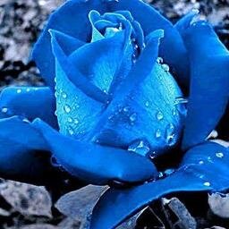 Silvia6054's profile picture. 