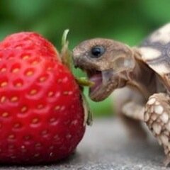 sotoloffguy's profile picture. HarrIson Squeaky Sotoloff - Plumbeous Black - Camp Airy - CIT 2014 - Carry Me Home