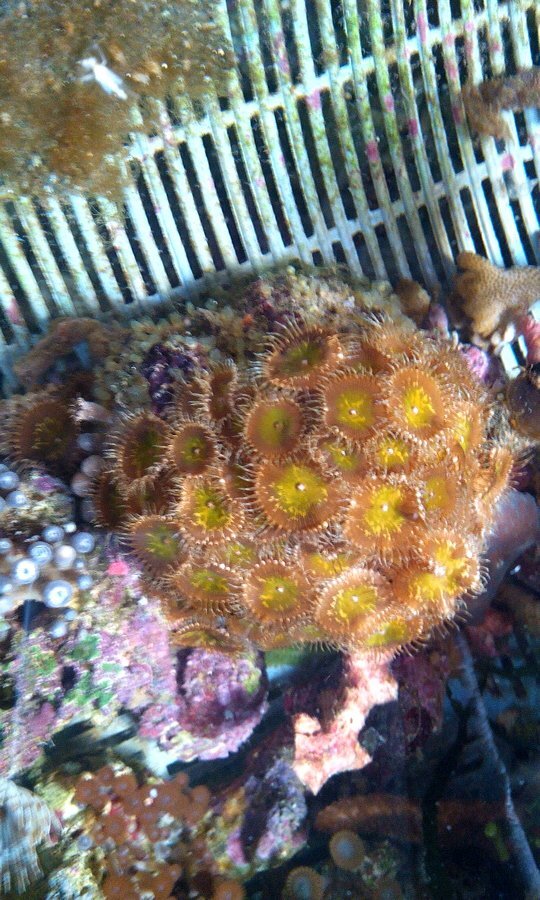 juancor4l's profile picture. 