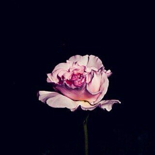 Dreamer ..