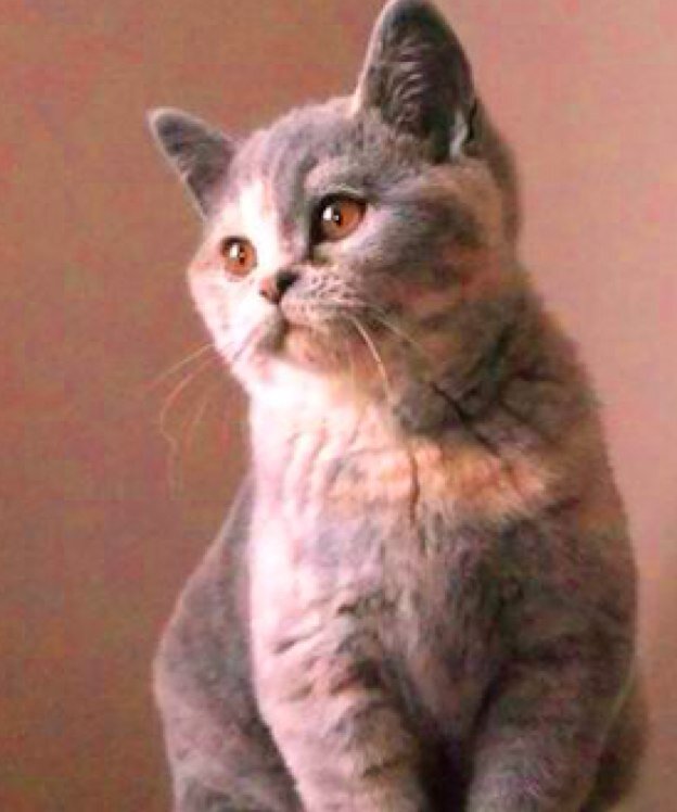 Breeder of GCCF registered British shorthair cats see our website for photos and videos         KITTENS AVAILABLE NOW!