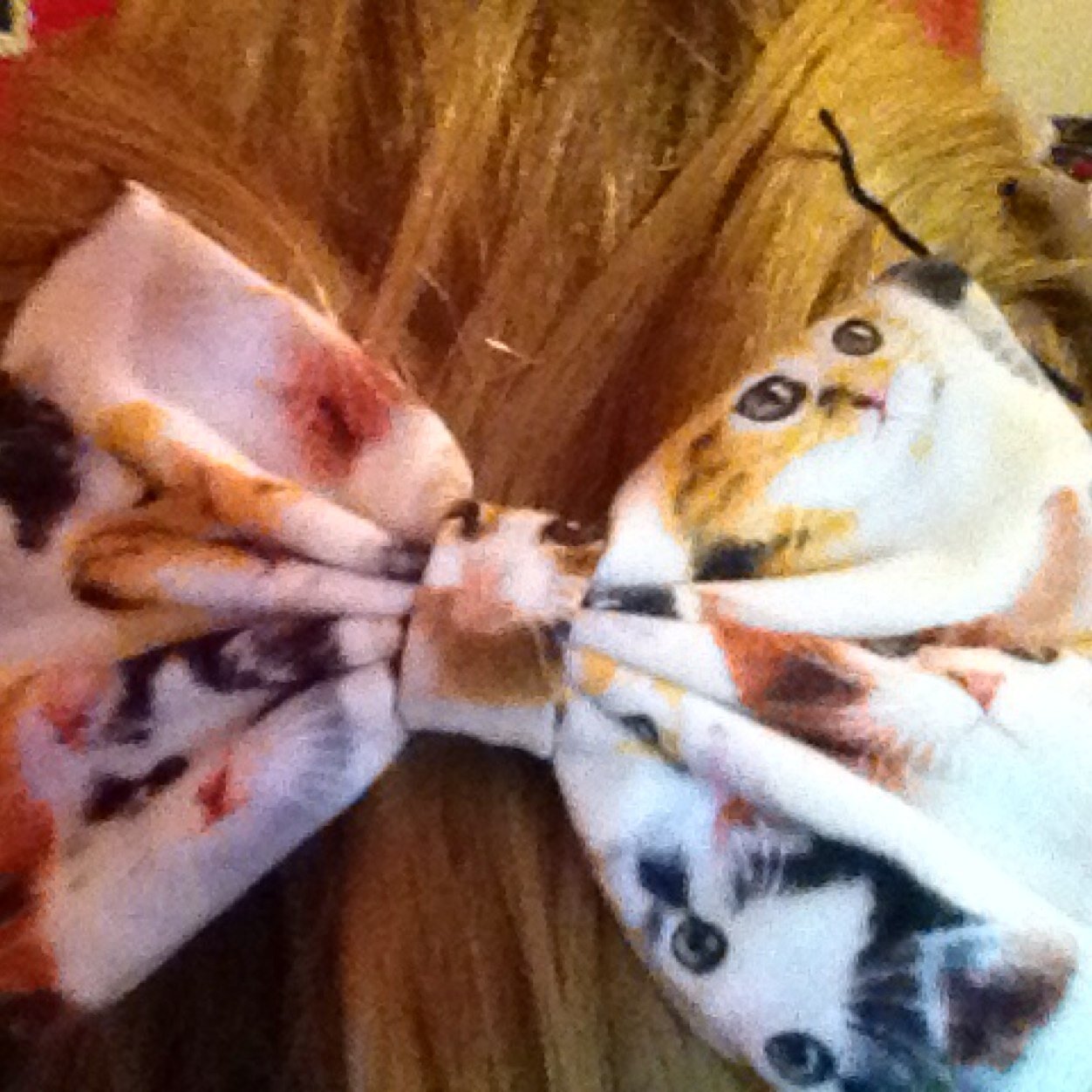 kittything2's profile picture. We learned more from a three minute record than we ever did in school -Bruce Springsteen