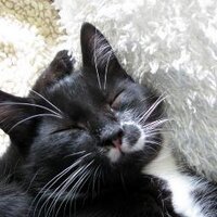 Judith Kelman (@01blackberry) 's Twitter Profile Photo
