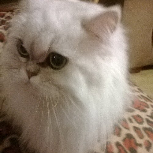 misskittypurr's profile picture. I am 33. Married lesbian. Boring life. I Have some cats and a dog.