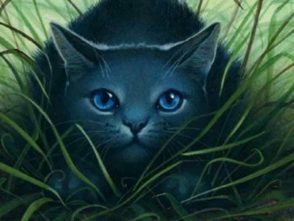 Im Blue i live with my twolegs by the edge of the forest!