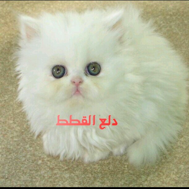 نهتم بجميع انواع القطط ومايخصها