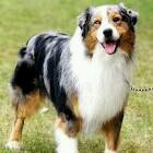 Looking for a home